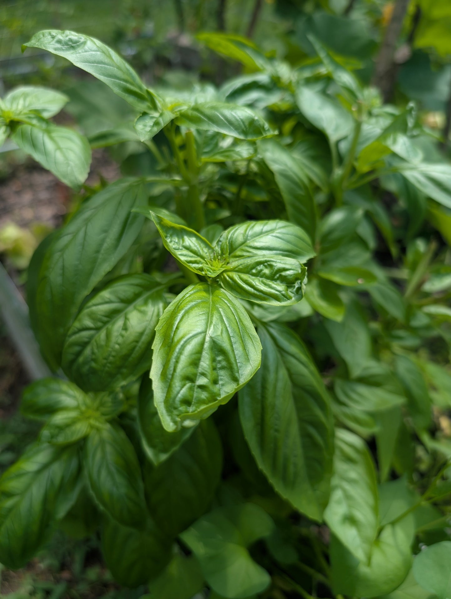 Garden Planning Workshop for Beginners