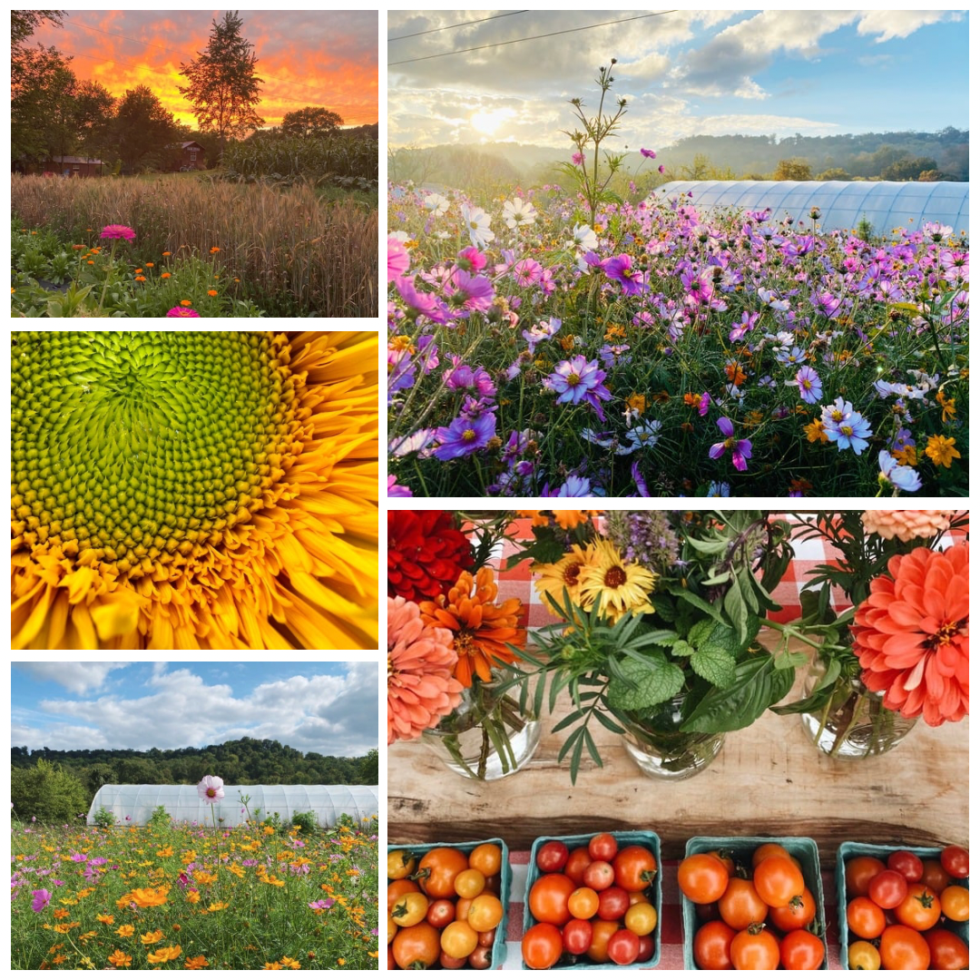 Greeting Card Set - Flowers