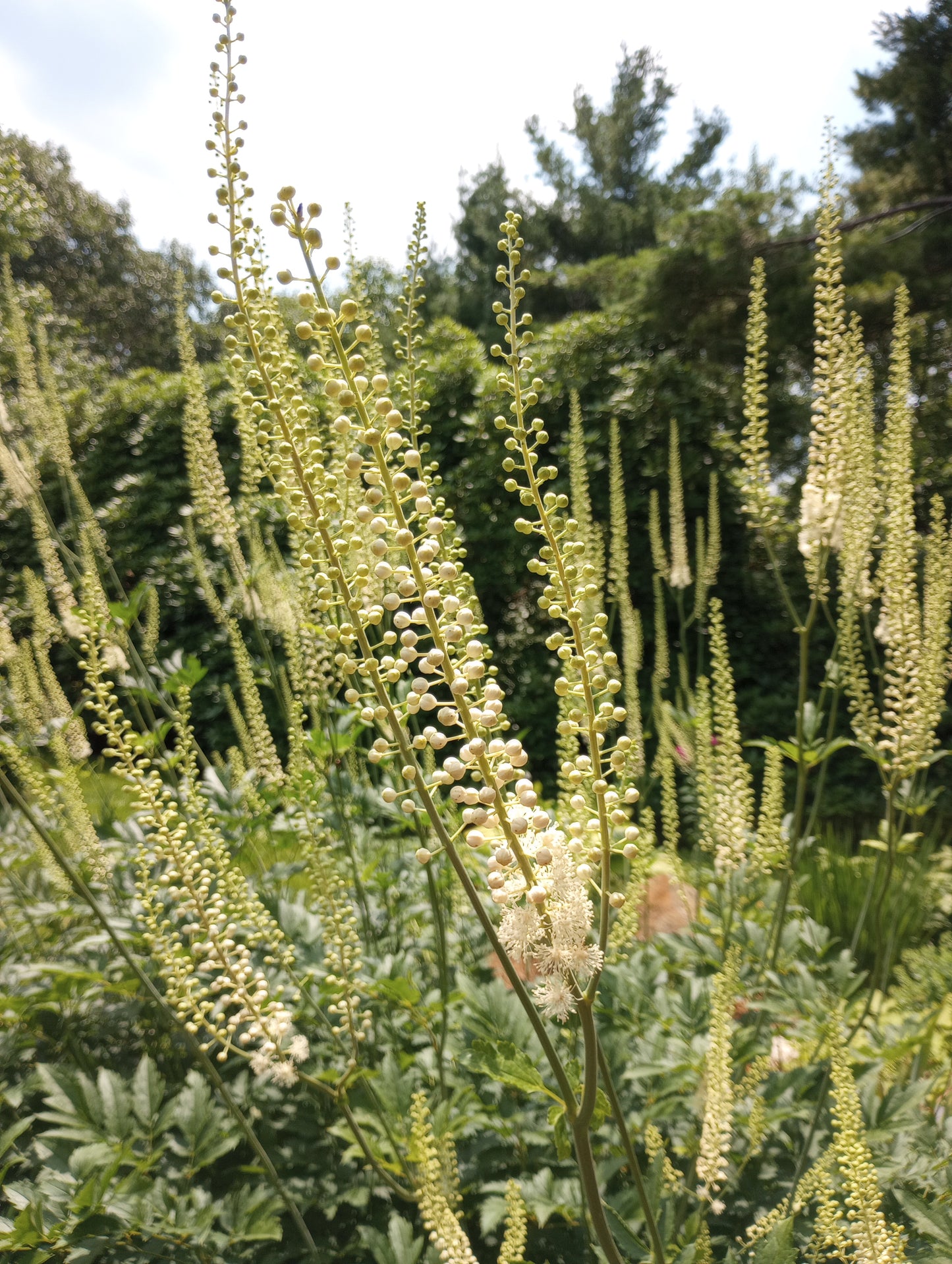 Garden Planning Workshop for Beginners